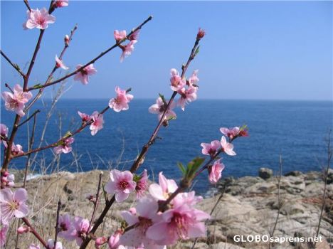 Postcard Blue and Pink