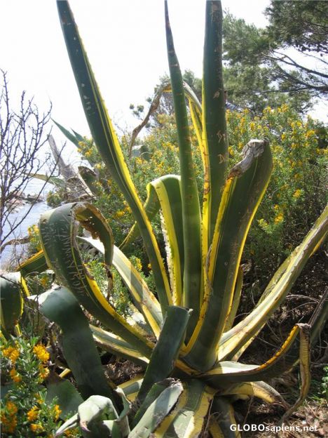Postcard Cactus