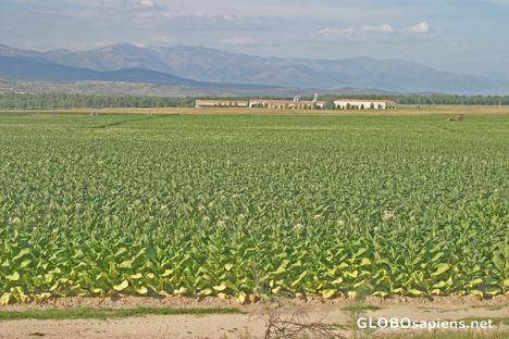 Postcard Cáceres, Extremadura: Un tabacal extremeño