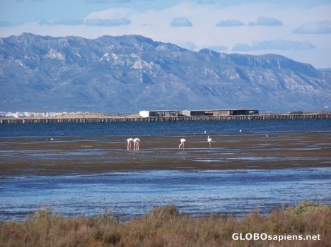Postcard delta del ebre