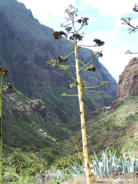 Postcard Barranco de Masca