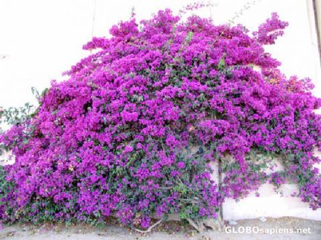 Postcard Bougainvilleas in Hospitalet