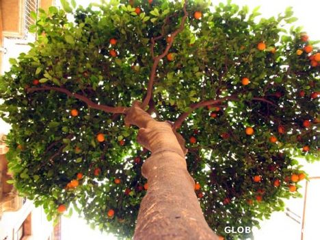 Postcard Oranges in Hospitalet