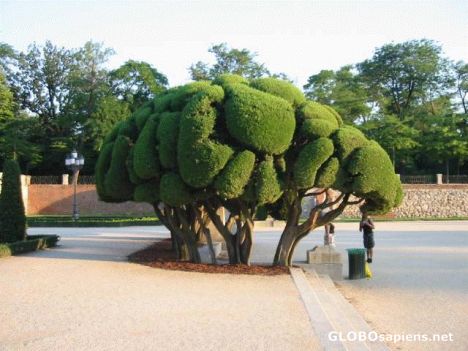 Postcard Tree