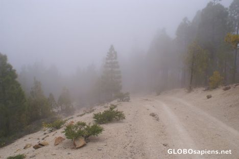 Postcard Misty Trail