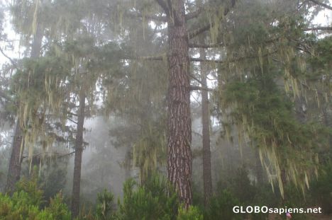 Postcard Misty Forest