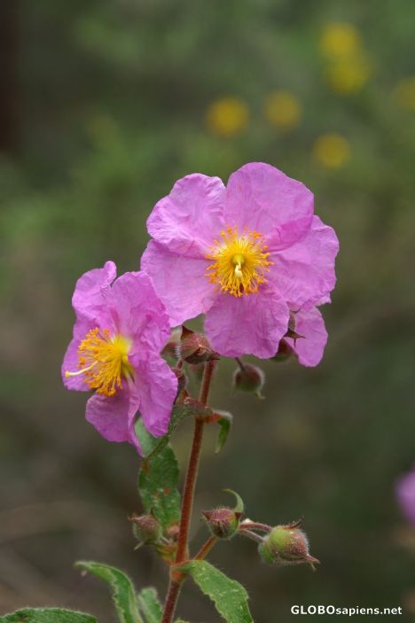 Postcard Wild roses