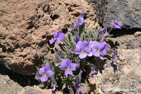 Postcard Teide Violet