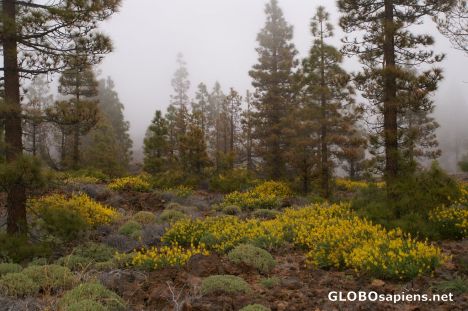 Postcard Flowers in the misty forest
