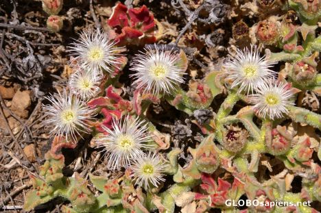 Postcard Ice plants