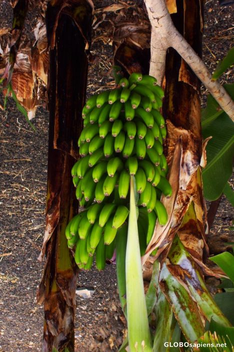 Postcard Bananera