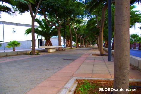 Postcard Palm-tree alley