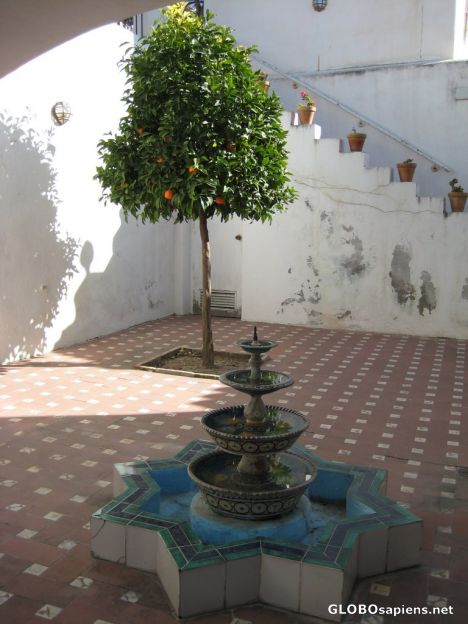 Postcard Orange Tree and a Fountain