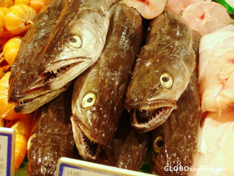 Postcard Who wants some fish tonight?