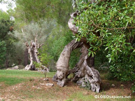 Postcard Twisted trees 1