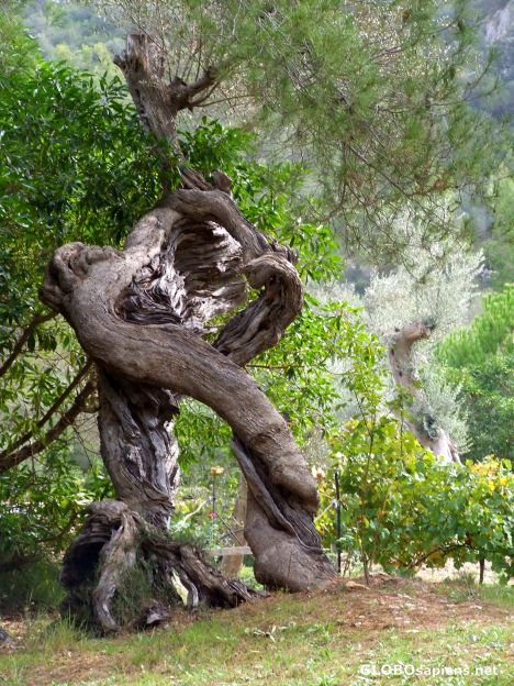 Postcard Twisted trees 3