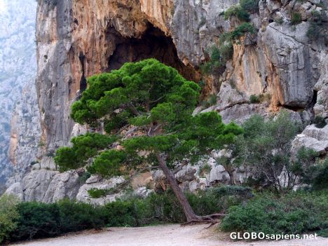 Postcard Tree in the canyon