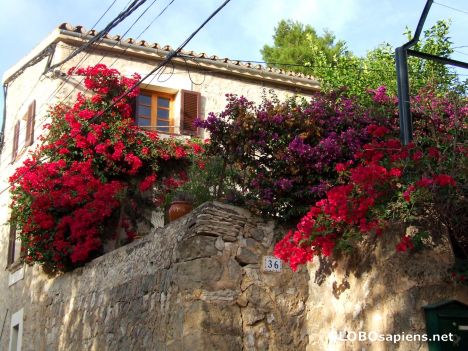 Postcard Red flowers