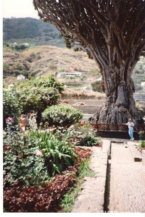 Postcard Dragon tree.