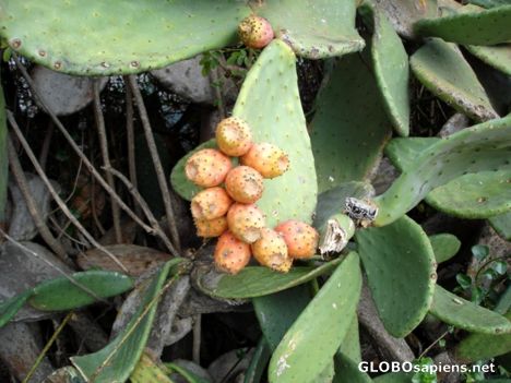 Postcard Cactus fruit