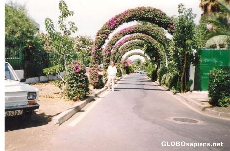 Postcard Rose arches.