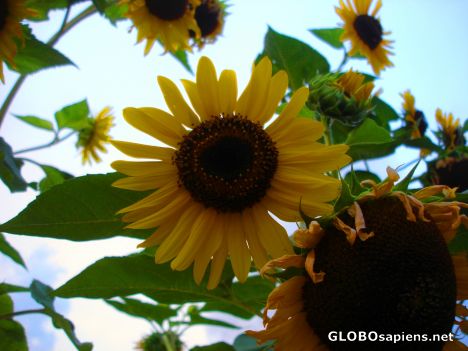 Postcard Sunflowers