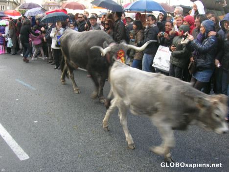 Postcard Bulls running