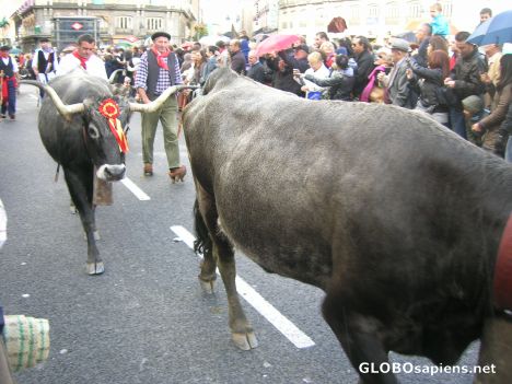 Postcard Bulls seen closer
