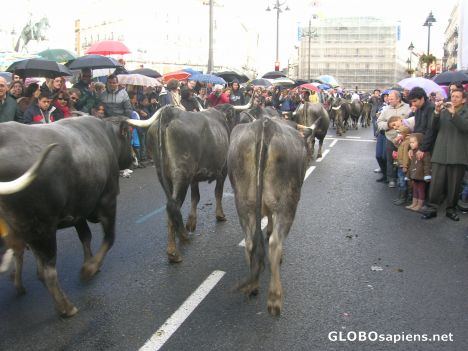 Postcard Bulls seen from the back