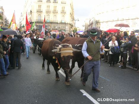 Postcard Bulls under the rain
