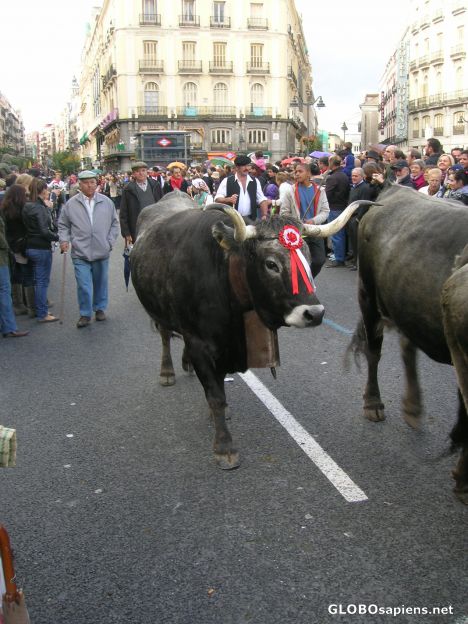 Postcard Bulls with medals