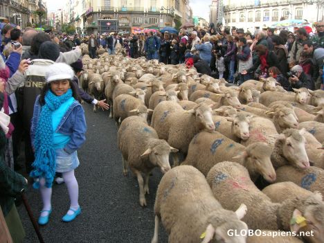Postcard Children touching the sheeps