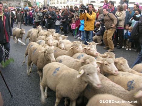 Postcard Flock of sheep