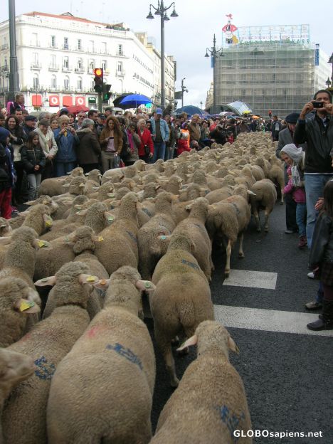 Postcard Flock of sheep seen from the back