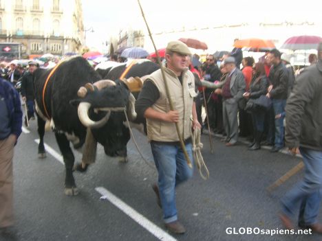 Postcard Heading bulls through Madrid