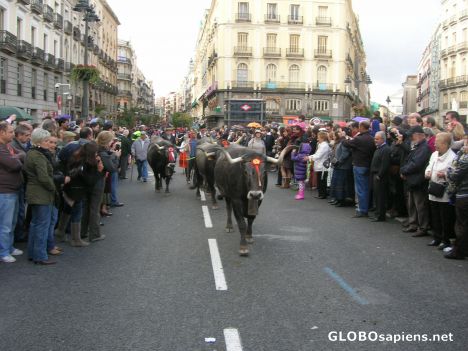Postcard Many bulls arriving to Puerta del Sol