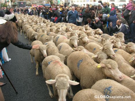 Postcard Sheeps much closer