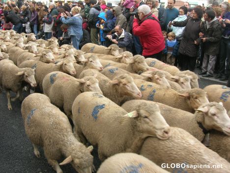 Postcard Sheeps running