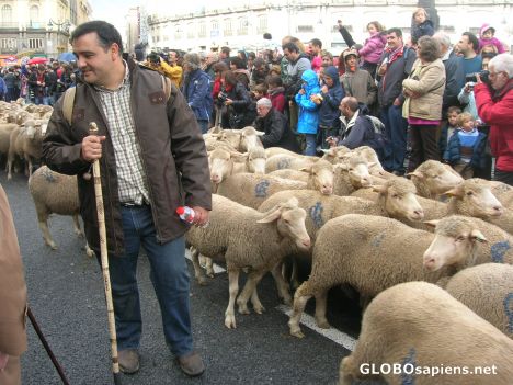 Postcard Shepherd and his sheeps
