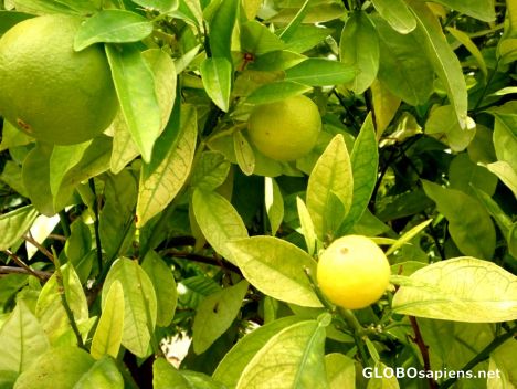 Postcard Lemons