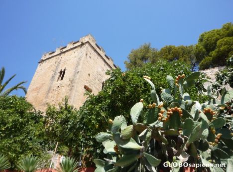 Postcard Cactuses under the Tower