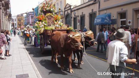 Postcard Ox carts in the procession