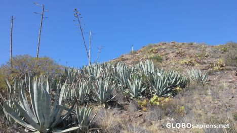 Postcard Cacti on the hill