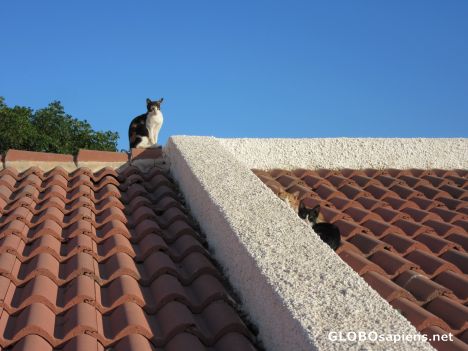 Postcard Boss Cat