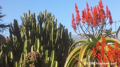 Postcard Beautiful nature of Tenerife