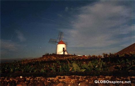 Postcard Jardin del Cactus
