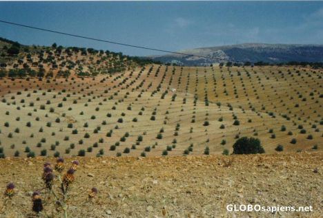 Postcard Spanish Landscape