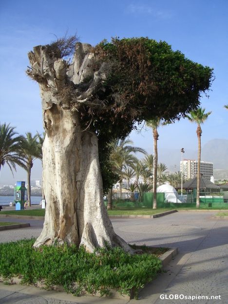 Postcard Dragon Tree