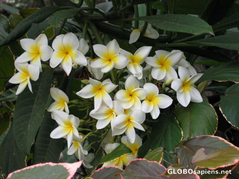 Postcard Tenerife - Plumeria Alba