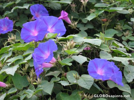 Postcard Tenerife - Ipomoea Tricolor (Morning Glory)
